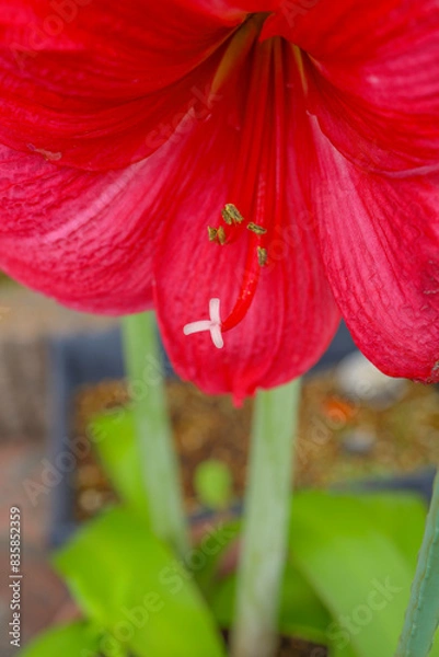 Fototapeta アマリリスの花びら