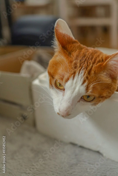 Fototapeta 茶白の猫の顔のアップ