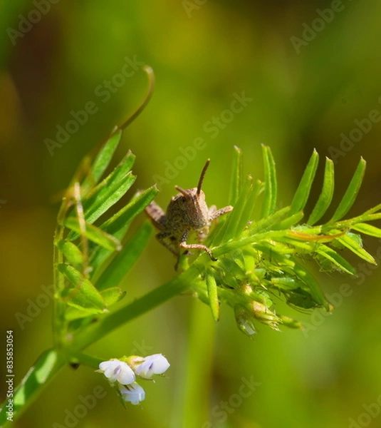 Fototapeta Konik polny