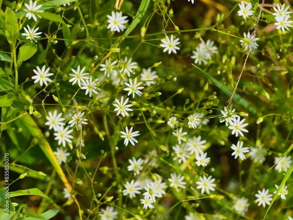 Fototapeta Białe drobne kwiatki