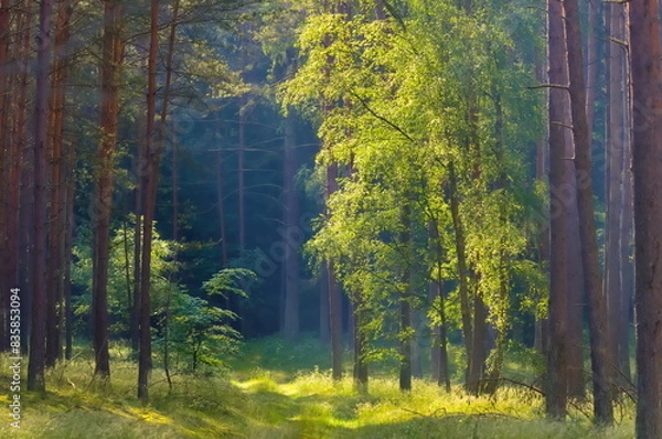 Fototapeta Piękny las