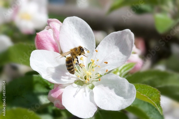 Fototapeta bee on a flower apple trees