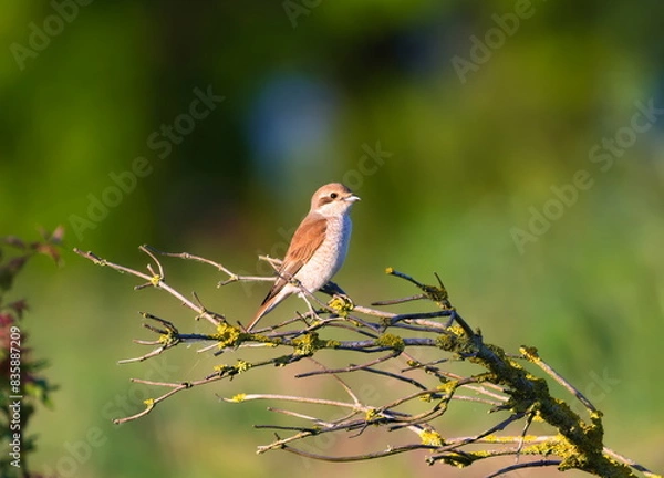Fototapeta Ptak Gąsiorek