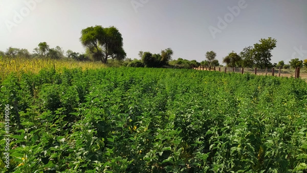 Fototapeta Young cluster beans crop field, landscape view