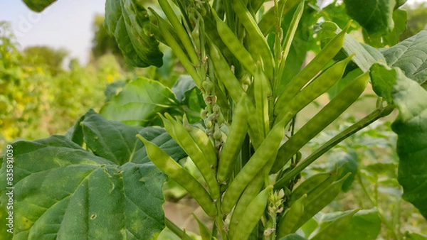 Fototapeta Cluster beans pods on plants, cluster beans field