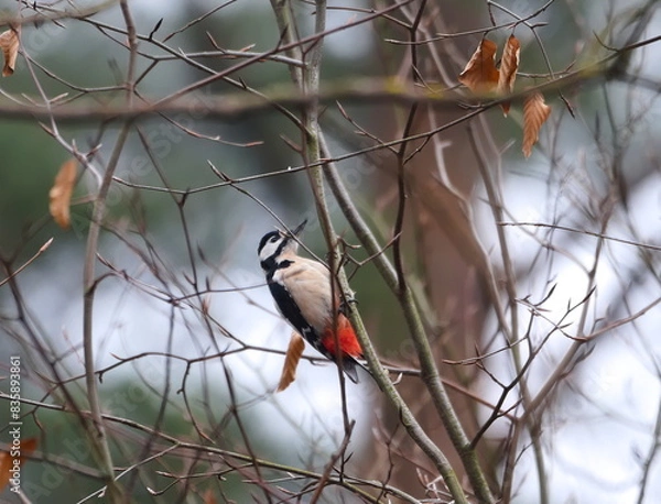 Fototapeta Dzięcioł 