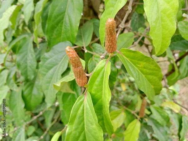 Fototapeta As a plant native to Indonesia, Javanese chili is a type of spice that is closely related to the pepper plant and cubeb. Javanese chilies are listed in the Piperaceae or betel family.