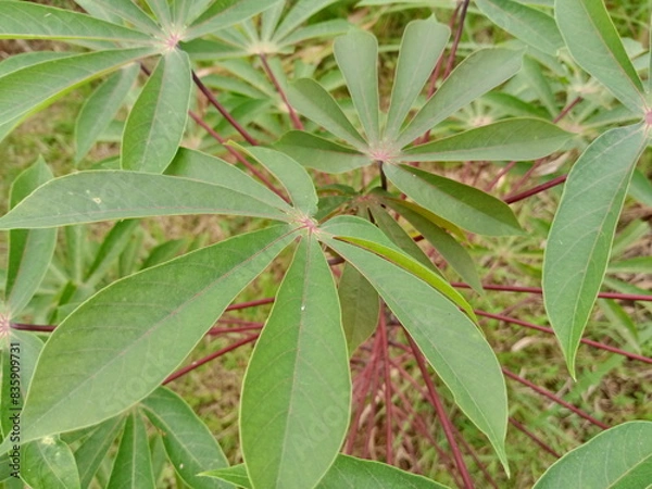 Fototapeta Cassava or cassava (Manihot esculenta) is actually a plant native to South America. Even so, cassava is cultivated extensively in tropical and subtropical areas.