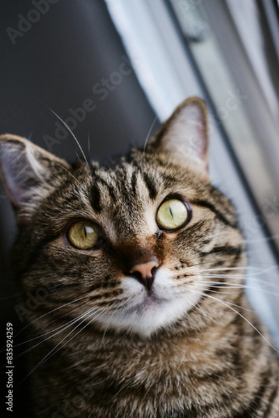 Obraz close-up portrait of a domestic tabby cat with big green eyes. close-up of a pet looking directly at the camera