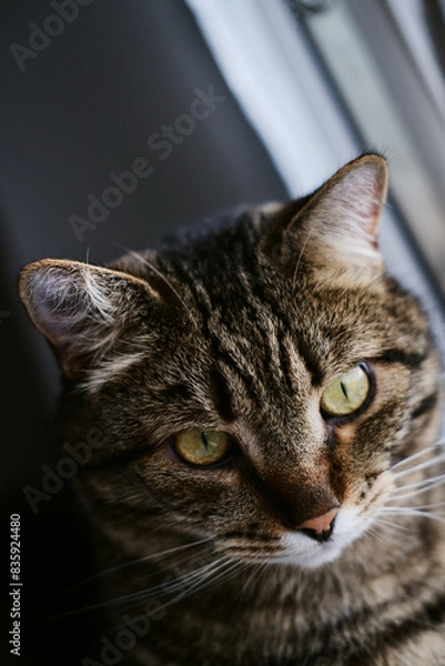 Obraz close-up portrait of a domestic tabby cat with big green eyes. close-up of a pet looking directly at the camera
