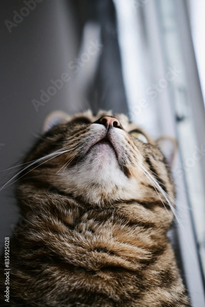 Obraz an adult beautiful tabby domestic cat sits on the windowsill and looks up. cat close-up. pet sitting by the window