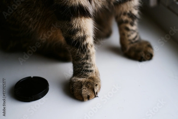 Obraz paws of a cat sitting on the windowsill close-up