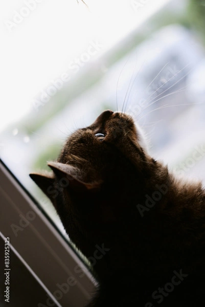 Fototapeta an adult beautiful tabby domestic cat sits on the windowsill and looks up. cat close-up. pet sitting by the window