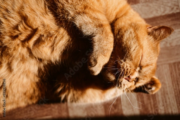 Fototapeta a beautiful big red domestic cat lies on its back, licks its fur, looks at the camera. The third pet close-up and in full growth lies on its back