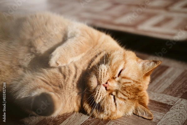 Fototapeta a beautiful big red domestic cat lies on its back, licks its fur, looks at the camera. The third pet close-up and in full growth lies on its back