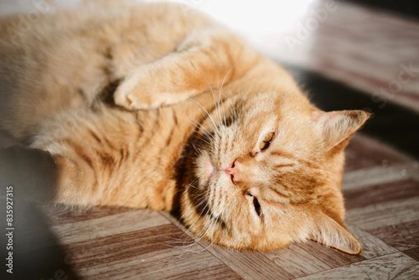 Obraz a beautiful big red domestic cat lies on its back, licks its fur, looks at the camera. The third pet close-up and in full growth lies on its back