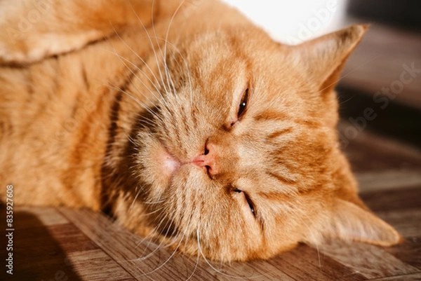 Obraz a beautiful big red domestic cat lies on its back, licks its fur, looks at the camera. The third pet close-up and in full growth lies on its back