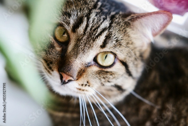 Fototapeta close-up portrait of a domestic tabby cat with big green eyes. close-up of a pet looking directly at the camera