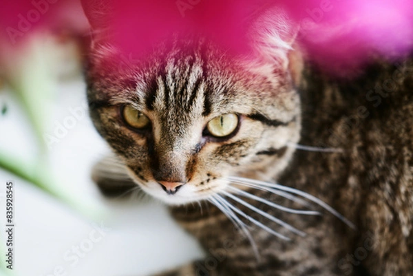 Obraz close-up portrait of a domestic tabby cat with big green eyes. close-up of a pet looking directly at the camera