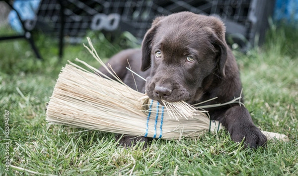 Obraz Brown Labrador Puppy