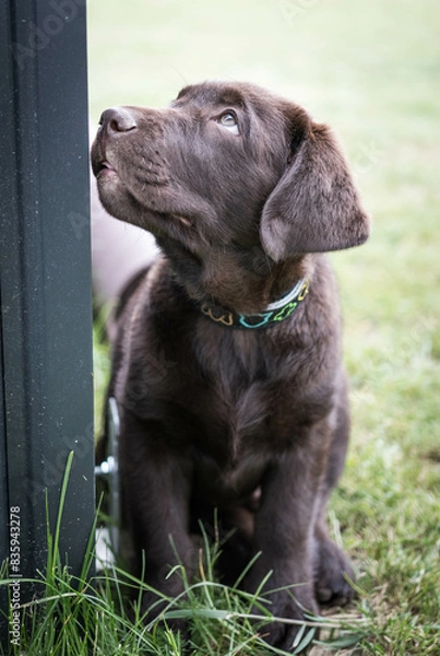 Obraz Brown Labrador Puppy