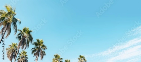Fototapeta Palm trees on blue sky. Creative banner. Copyspace image