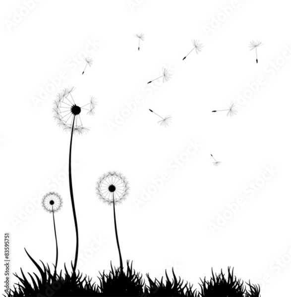 Obraz Dandelion background