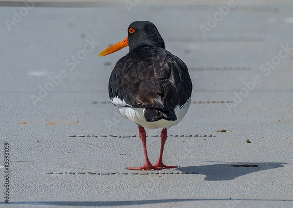 Obraz Water bird (beach magpie??)