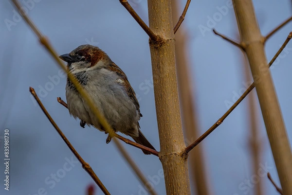 Obraz Bird on branch