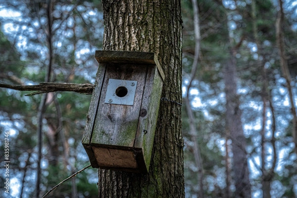 Obraz bird house on tree