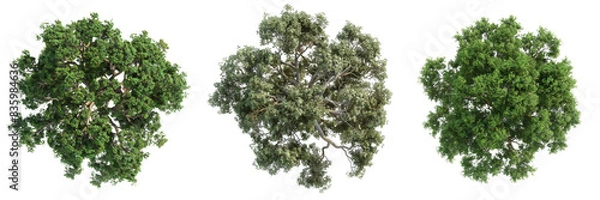 Fototapeta Top View of Quercus Ilex Tree Set Isolated on Transparent or White Background, PNG