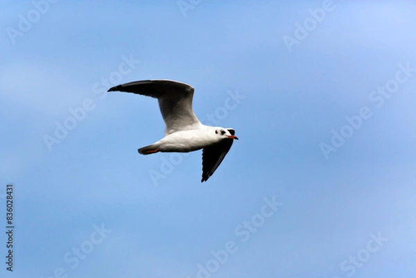 Obraz Seagull soars in the sky