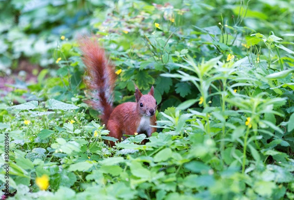 Fototapeta Squirrel in the grass peeps