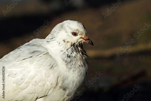 Fototapeta White dove in the corner of the frame
