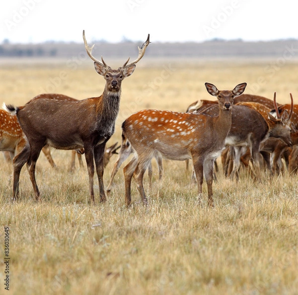 Obraz Two deer looking at the camera