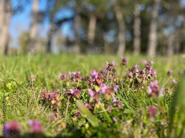 Obraz Magdeburger Landschaft