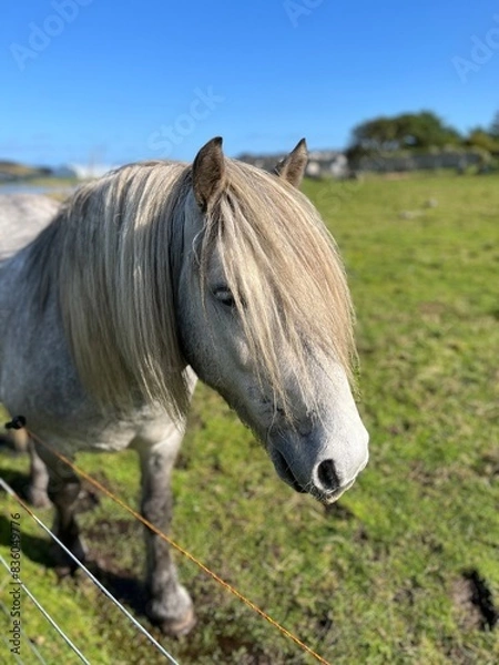 Obraz Shetland