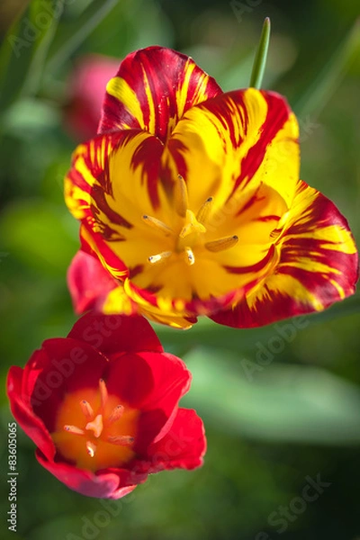 Fototapeta Blooming tulips on a sunny day