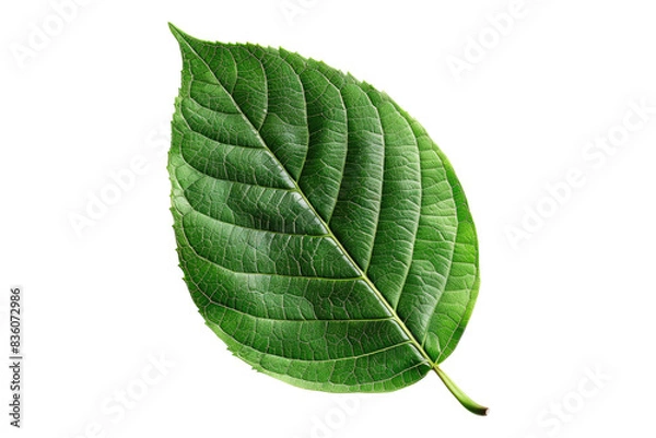 Obraz Tree green leaf isolated on transparent background