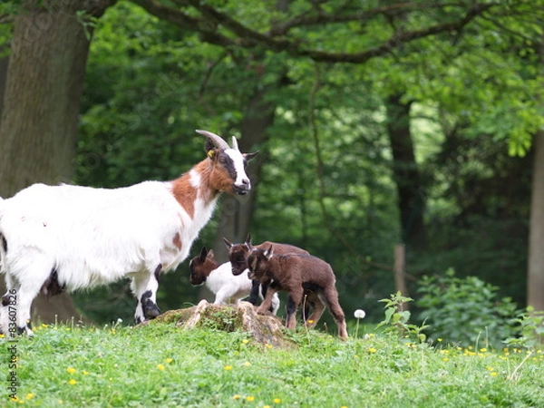 Obraz OLYMPUS DIGITAL CAMERA