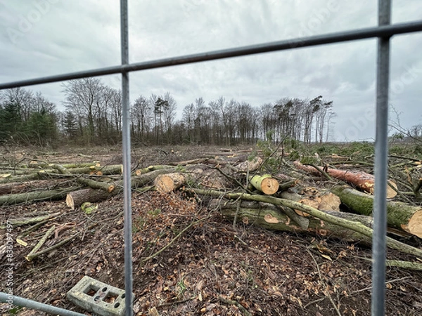 Obraz Abholzung