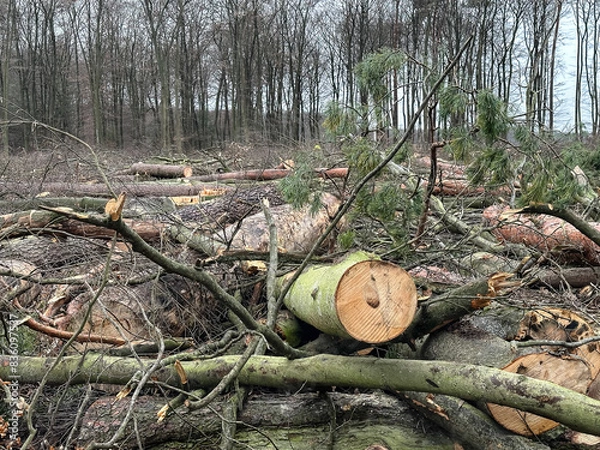 Obraz Abholzung
