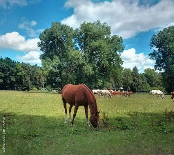 Fototapeta horses on the meadow