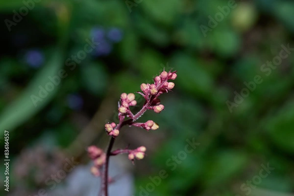 Obraz Coral bell flowers. Fresh prink blossoms on a thin stalk.