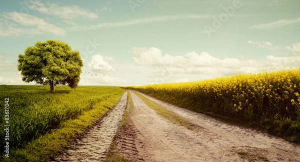 Obraz Feldweg mit Rapsfeld im Sommerlich