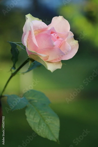 Obraz Rosen im Garten