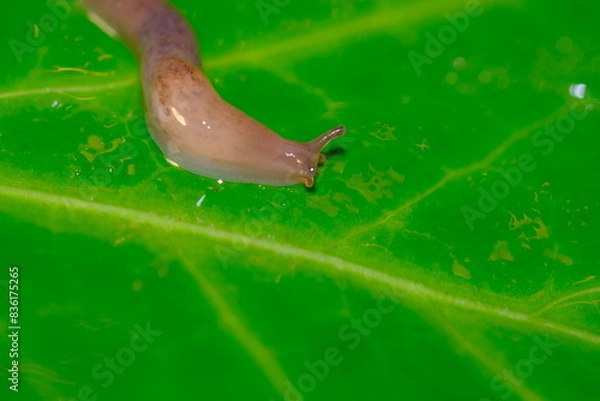 Fototapeta snail on leaf