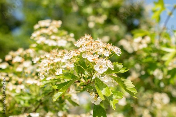Obraz Common hawthorn or Crataegus Monogyna plant in Zurich in Switzerland