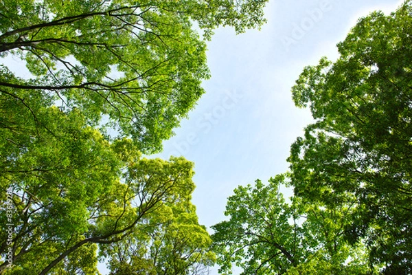 Fototapeta 新緑の林と空