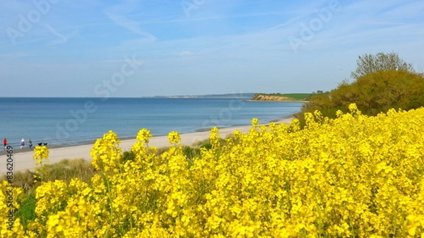Obraz Rapsfeld an der Ostseeküste